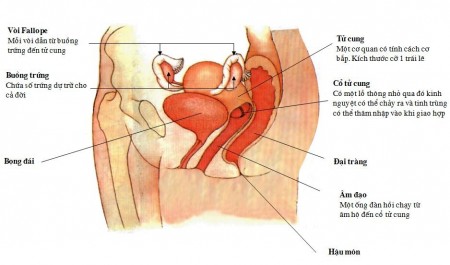 Cơ quan sinh dục nữ